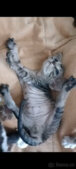 Devon rex - 6