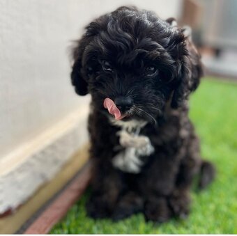 Cavapoo s pp, registrací - 6