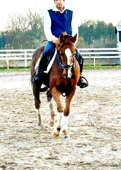 11 letý zkušený valach - 6