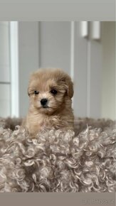 Maltipoo f1 boy pes - 6