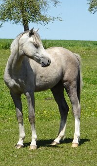 Prodám hřebečka Welsh pony, sekce B, s PP. - 6