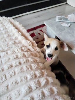 Jack Russell teriér - 6