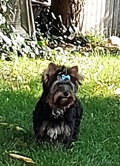 Yorkshire terrier (Black and tan) s PP - 6