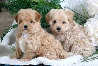 Maltipoo  bez  pp - 6