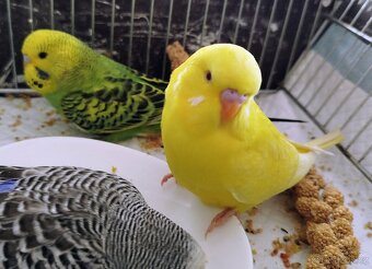 Andulka vlnkovaná, Andulky - Lutino - 6