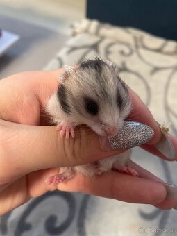 Křeček syrský - 6