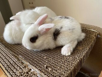 Králičci k rezervaci - 6