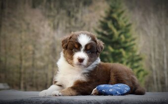 Australský ovčák s PP - 6