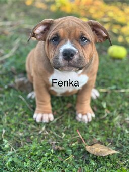 American Bully pocket - 6