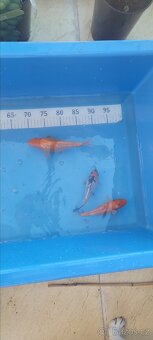 Prodam KOI pouze uznavane variery - 6