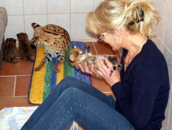K dispozici koťátka servala (savannah) a karakala - 6