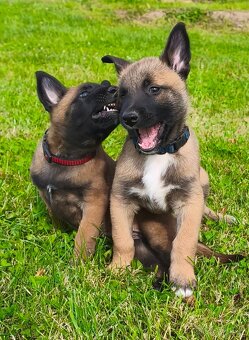 Belgický ovčák malinois s PP - 6