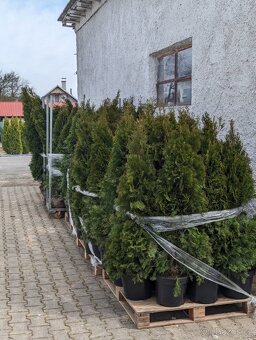 Thuje Thuja Smaragd - 6