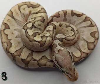 Krajta královská/ Python regius - 6