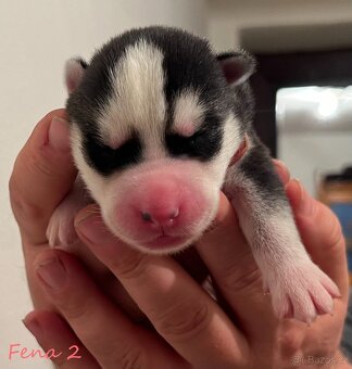 Zadáme štěňátka huskyho s PP FCI - 6