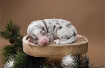 Australský ovčák s průkazem původu - 6