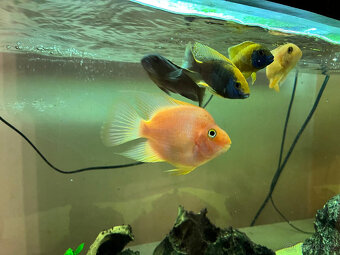 Akvárium 240L + ryby + stůl - 6