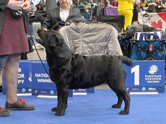 Štěňata Labradorského retrievera s PP FCI - 6
