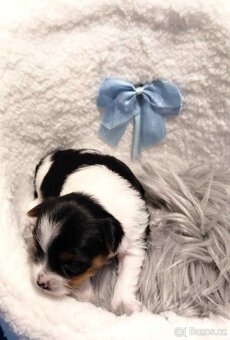 Yorkshire Terrier Black and tan, Biewer, Biro s PP - 6