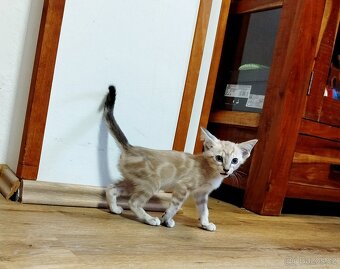 Orientální koťata - 6