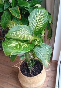 Dieffenbachia / Difenbachie - 6