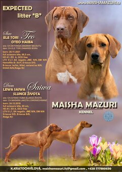 Chs Maisha Mazuri - Rhodesian ridgeback - 6