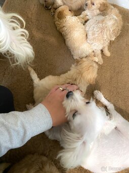 Štěňata maltipoo na prodej, maltézský toy pudl s PP - 6