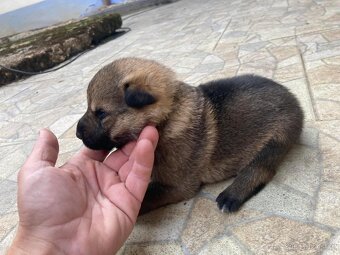 Německy ovčak -šťenátka - 6