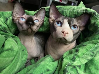 Kanadský sphynx - 6
