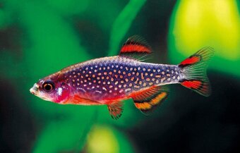 Corydoras gold laser - cw010 - 6