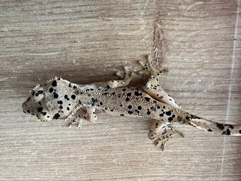 Pagekon řasnatý- Correlophus ciliatus - 6