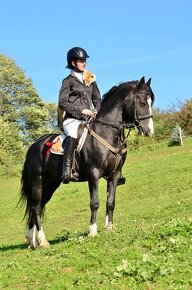 Připouštění Welsh cob - D - 6