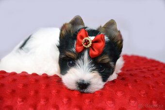 biewer yorkshire terrier s PP IHR - 6