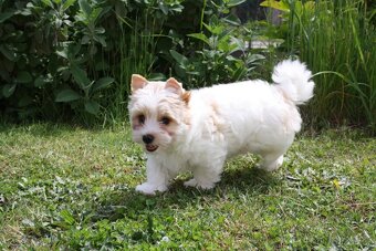 Yorkshire Terrier Golddust – štěňátka k odběru ihned - 6