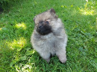 Špic, nemecký špic , Pomeranian - 6