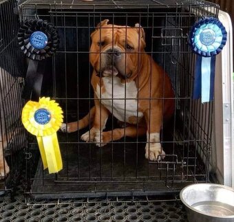 American bully pocket s PP - 6