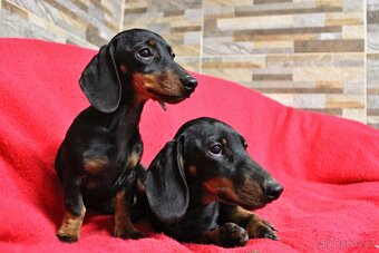 Jezevčík trpasličí - králičí - 6