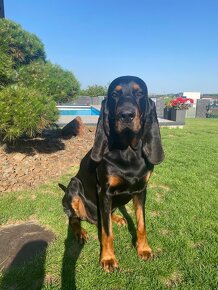 Black and Tan Coonhound - 6