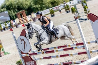 Sportovní pony B klisna - 6