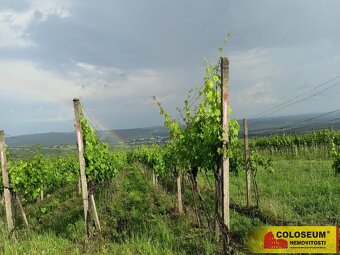 Němčičky - vinice, sady, les, orná půda 34 673 m2 – pozemek - 6