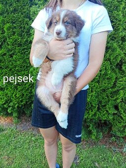 Štěňátka - australský ovčák - 6