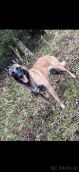 Belgický ovčák malinois - 6