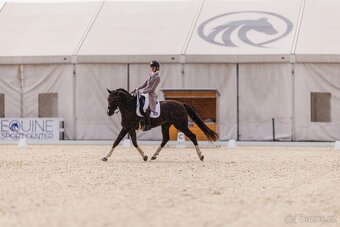 Drezurni valach - 6