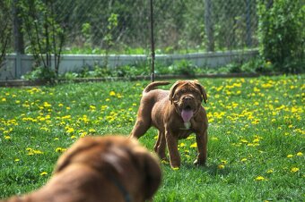Bordeauxska doga, Bordo doga, Dogue de Bordeaux - 6
