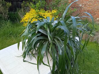 Billbergia nutans - bilbergie, čínský oves. Kvete od září do - 6