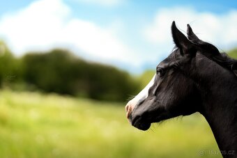 Roční American Quarter Horse black klisna, vnučka Gunnera - 6