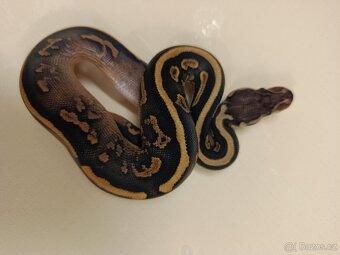 Krajta královská - 6