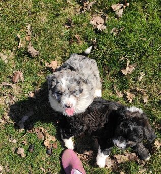 Aussiedoodle F1 - 6