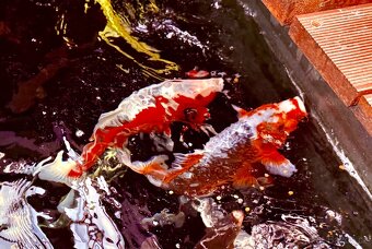 Koi kapr 41 -55cm - 6
