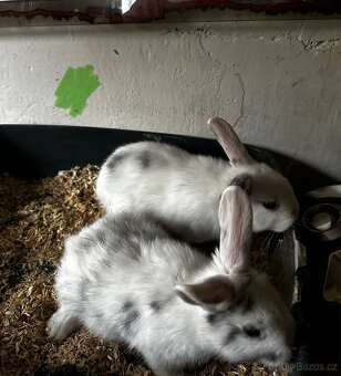 🐇 Zakrslí králíčci – ihned k odběru (Liberec) - 6
